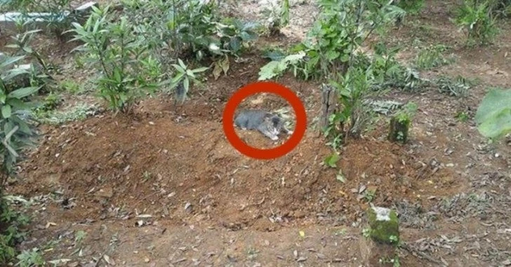 Άφησε φαγητό και νερό έξω από έναν τάφο – Την επόμενη μέρα πάγωσε με αυτό που αντίκρισε! – (Εικόνες)